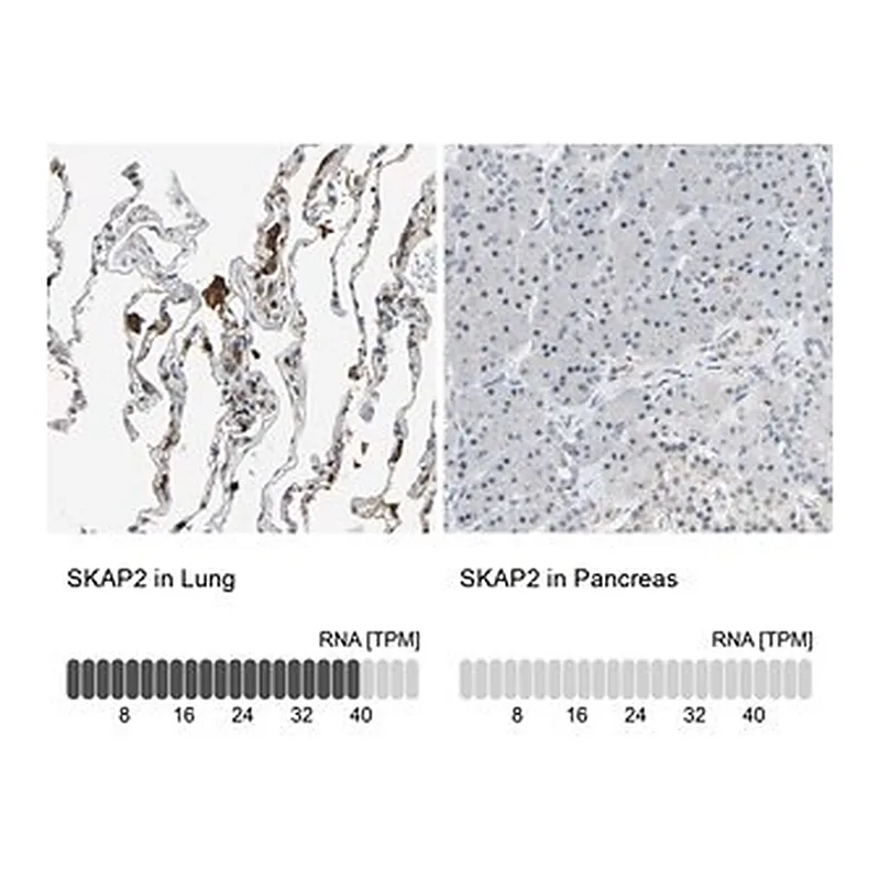 Merck Anti-SKAP2 antibody produced in rabbit