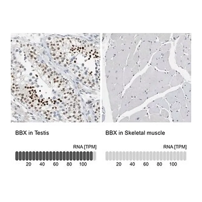 Merck Anti-BBX antibody produced in rabbit