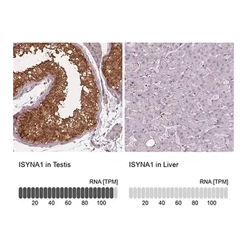 Merck Anti-ISYNA1 antibody produced in rabbit