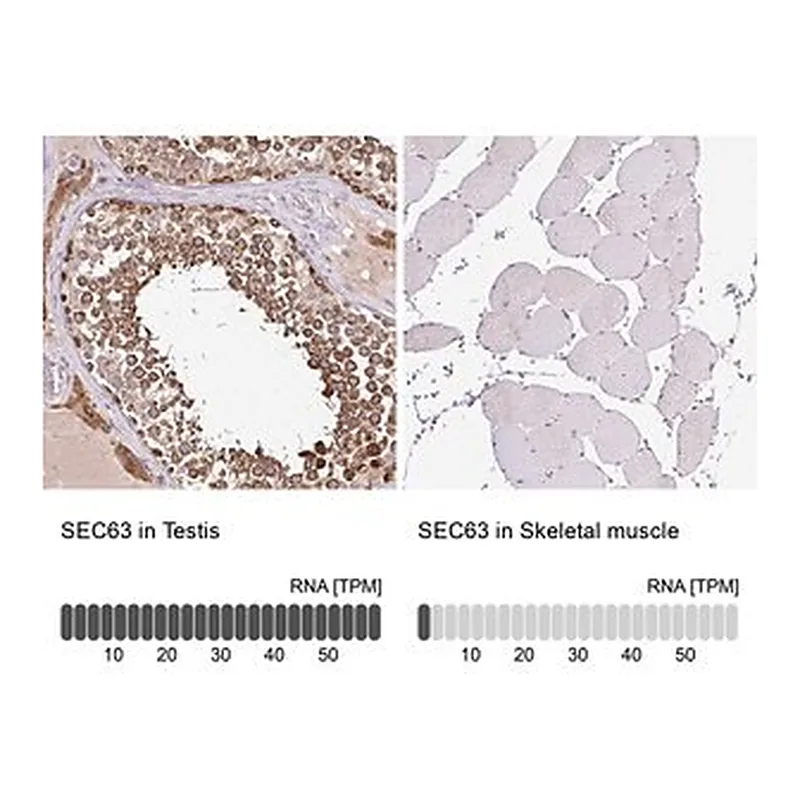 Merck Anti-SEC63 antibody produced in rabbit