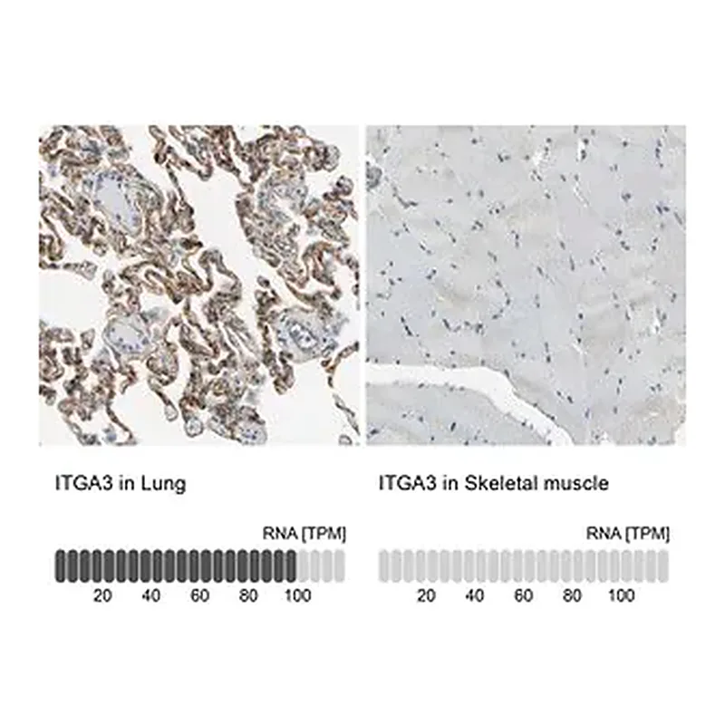 Merck Anti-ITGA3 antibody produced in rabbit