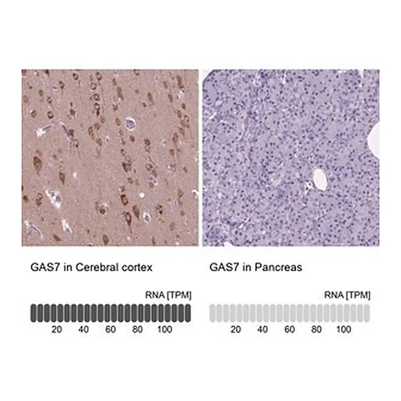 Merck Anti-GAS7 antibody produced in rabbit