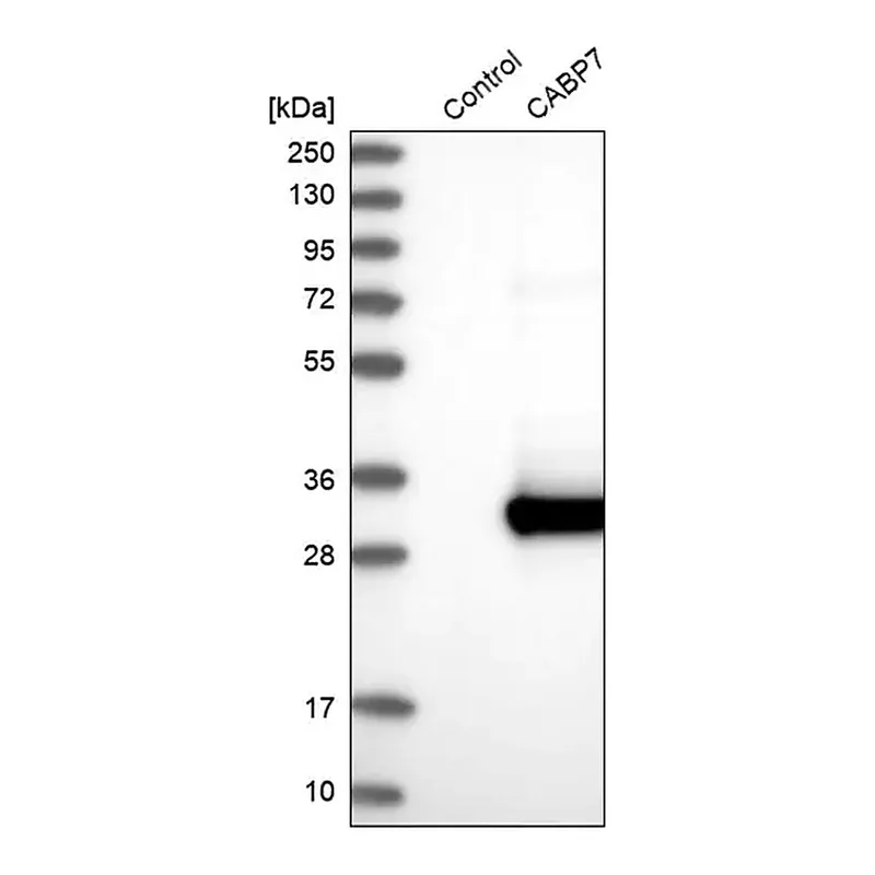 Merck Anti-CABP7 antibody produced in rabbit