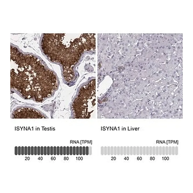 Merck Anti-ISYNA1 antibody produced in rabbit