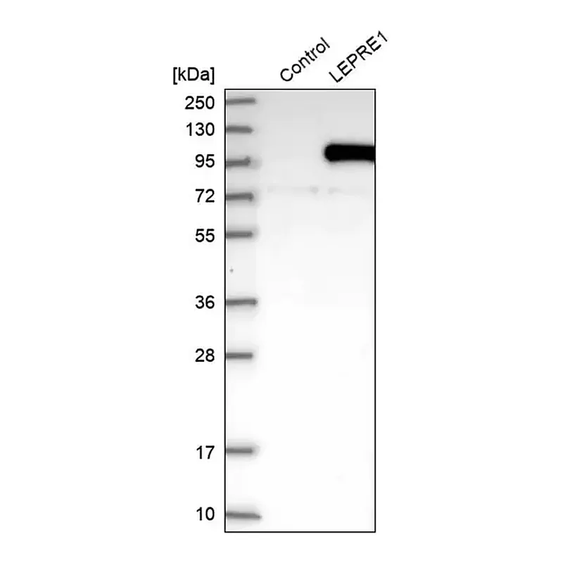 Merck Anti-P3H1 antibody produced in rabbit