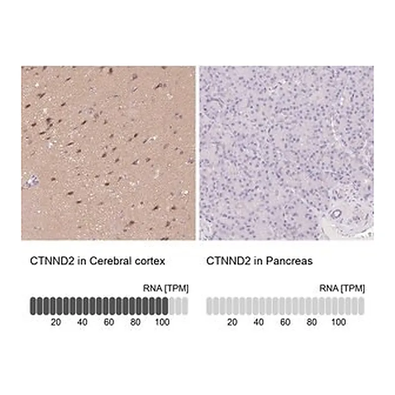 Merck Anti-CTNND2 antibody produced in rabbit