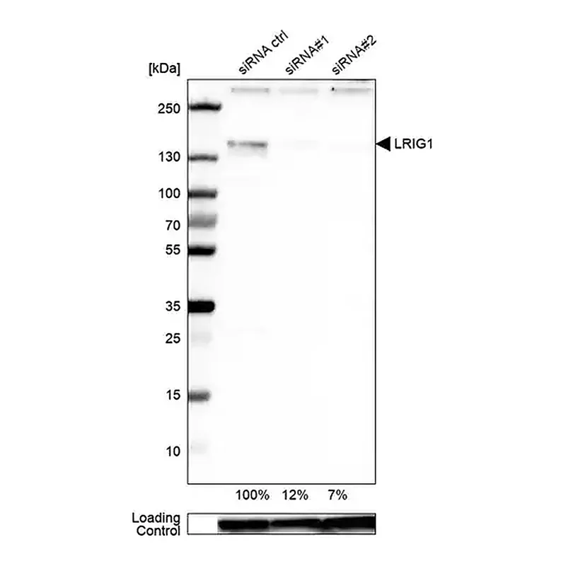 Merck Anti-LRIG1 antibody produced in rabbit