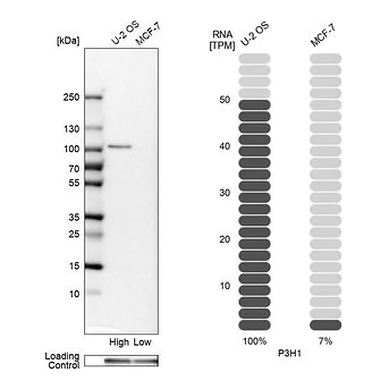 Merck Anti-P3H1 antibody produced in rabbit