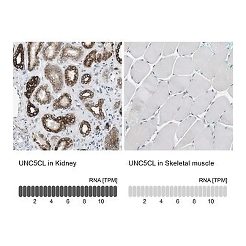 Merck Anti-UNC5CL antibody produced in rabbit