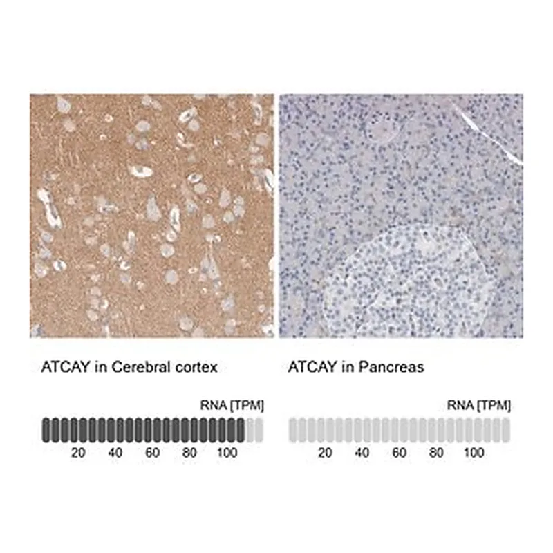 Merck Anti-ATCAY antibody produced in rabbit
