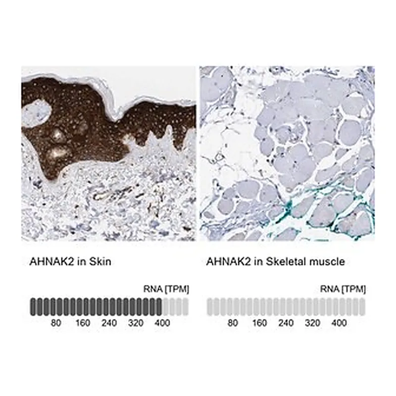 Merck Anti-AHNAK2 antibody produced in rabbit