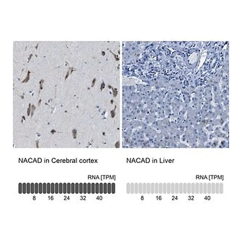 Merck Anti-NACAD antibody produced in rabbit