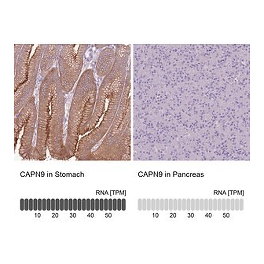 Merck Anti-CAPN9 antibody produced in rabbit