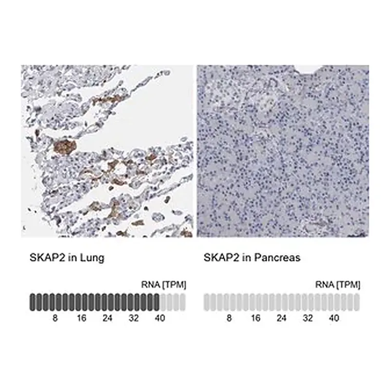 Merck Anti-SKAP2 antibody produced in rabbit
