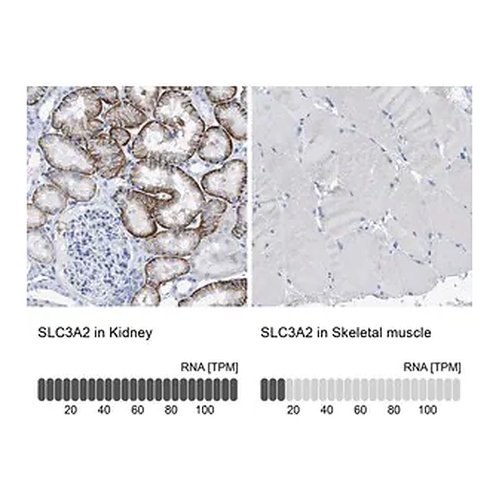 Merck Anti-SLC3A2 antibody produced in rabbit