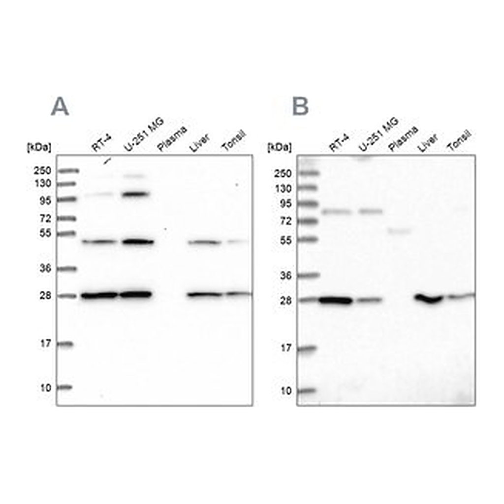 Merck Anti-PGLS antibody produced in rabbit