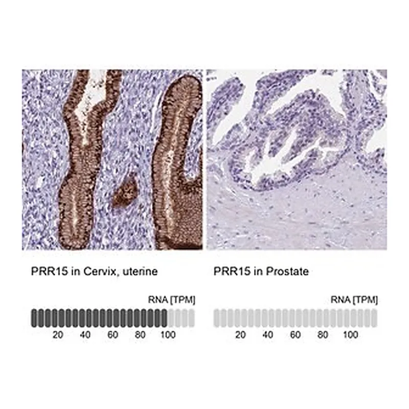 Merck Anti-PRR15 antibody produced in rabbit