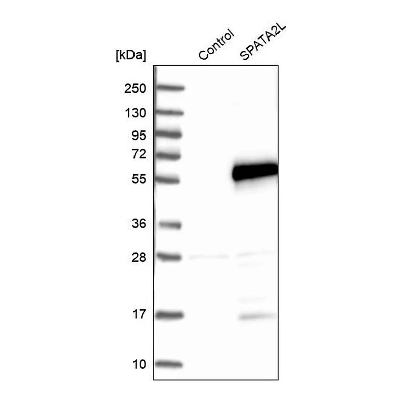 Merck Anti-SPATA2L antibody produced in rabbit