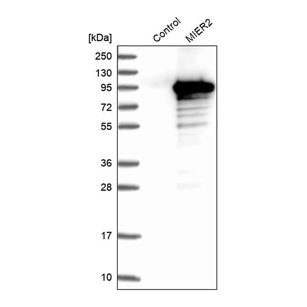 Merck Anti-MIER2 antibody produced in rabbit