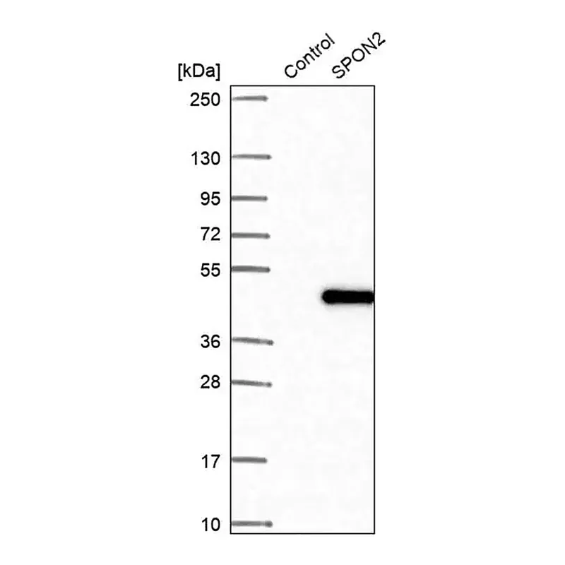 Merck Anti-SPON2 antibody produced in rabbit