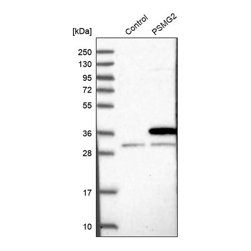 Merck Anti-PSMG2 antibody produced in rabbit