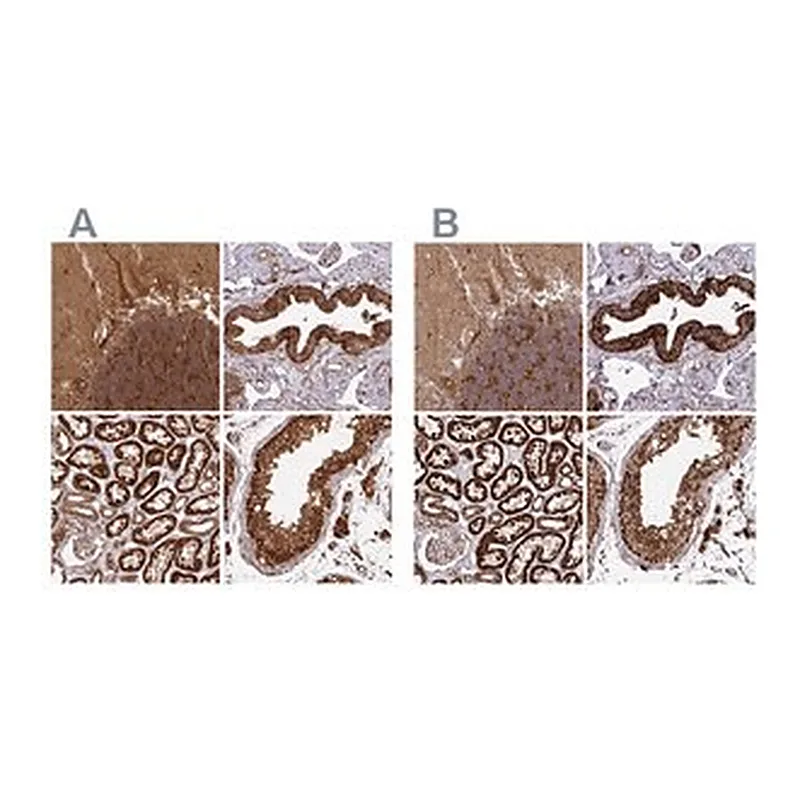 Merck Anti-TRAP1 antibody produced in rabbit