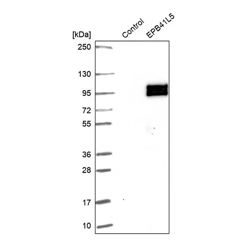 Merck Anti-EPB41L5 antibody produced in rabbit