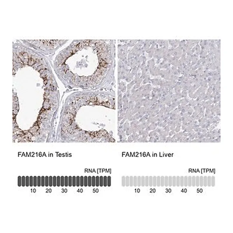 Merck Anti-FAM216A antibody produced in rabbit