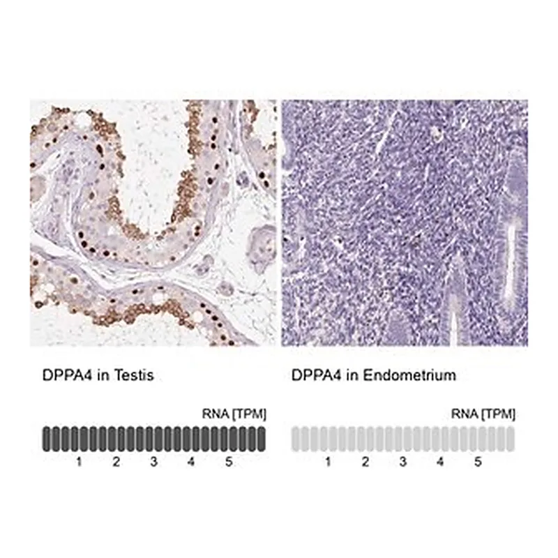 Merck Anti-DPPA4 antibody produced in rabbit
