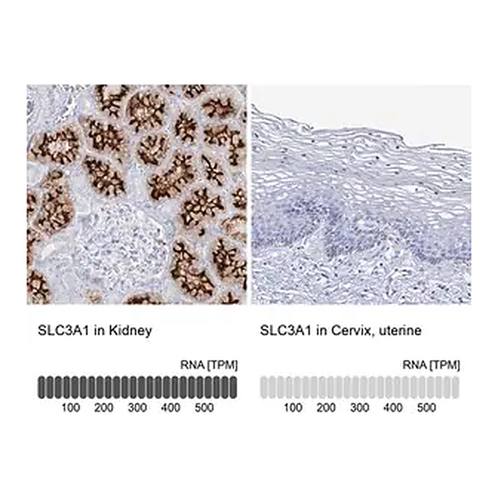 Merck Anti-SLC3A1 antibody produced in rabbit