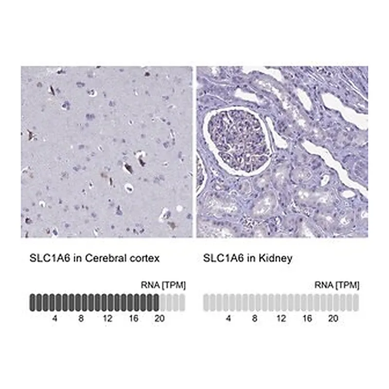 Merck Anti-SLC1A6 antibody produced in rabbit