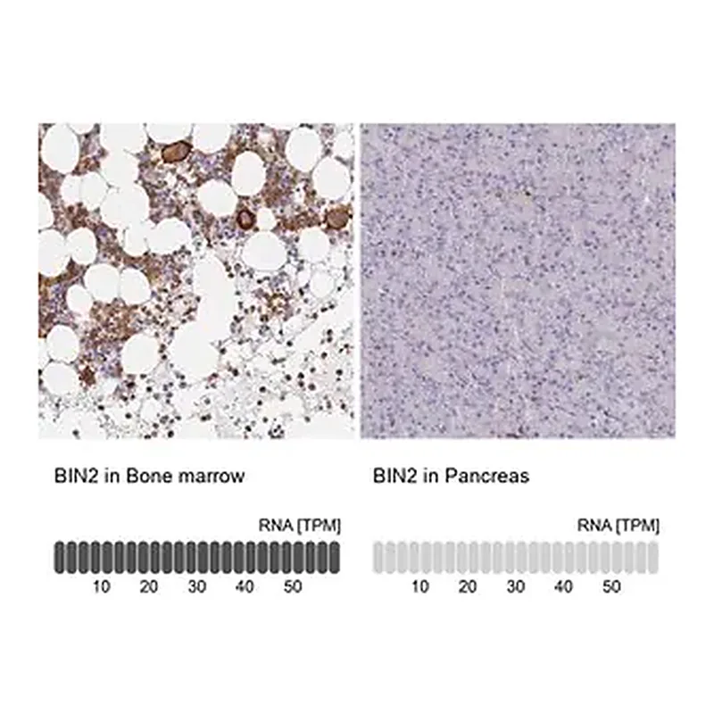 Merck Anti-BIN2 antibody produced in rabbit