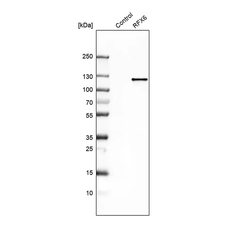 Merck Anti-RFX6 antibody produced in rabbit