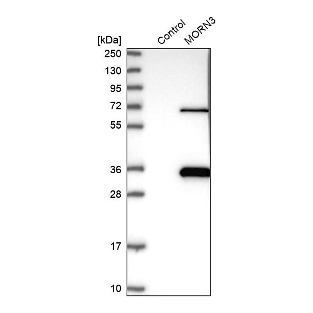 Merck Anti-MORN3 antibody produced in rabbit