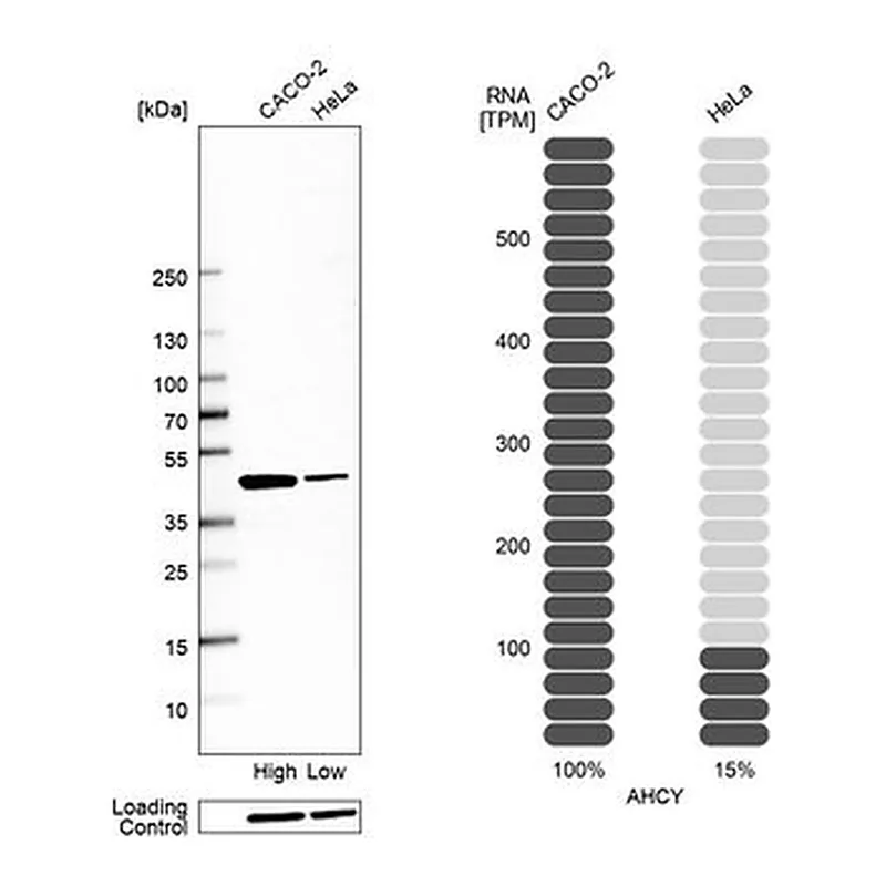Merck Anti-AHCY antibody produced in rabbit