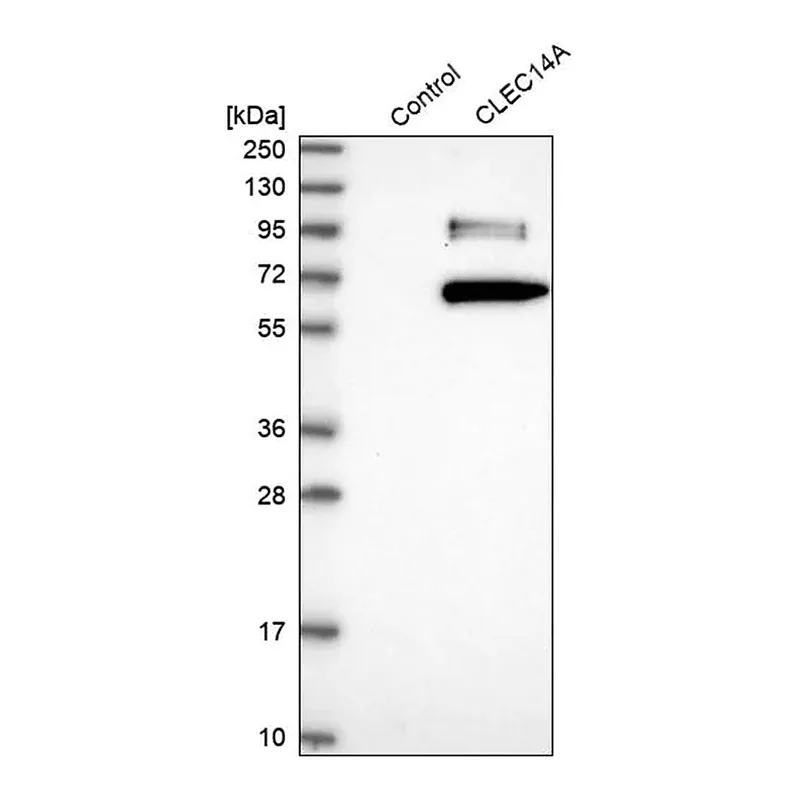 Merck Anti-CLEC14A antibody produced in rabbit
