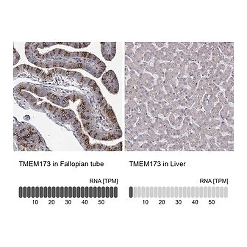 Merck Anti-TMEM173 antibody produced in rabbit