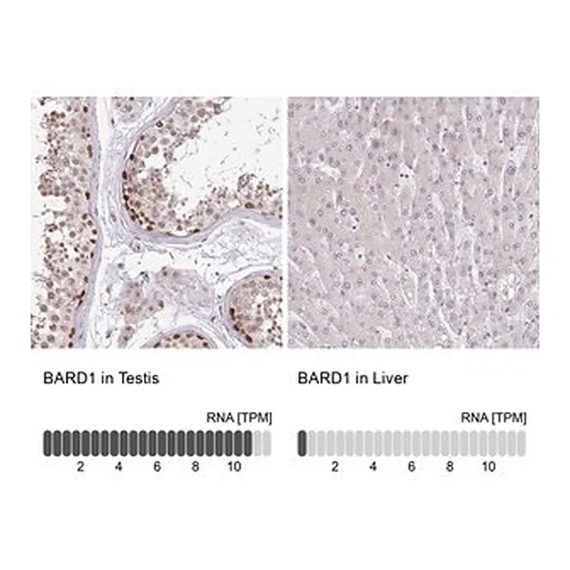 Merck Anti-BARD1 antibody produced in rabbit