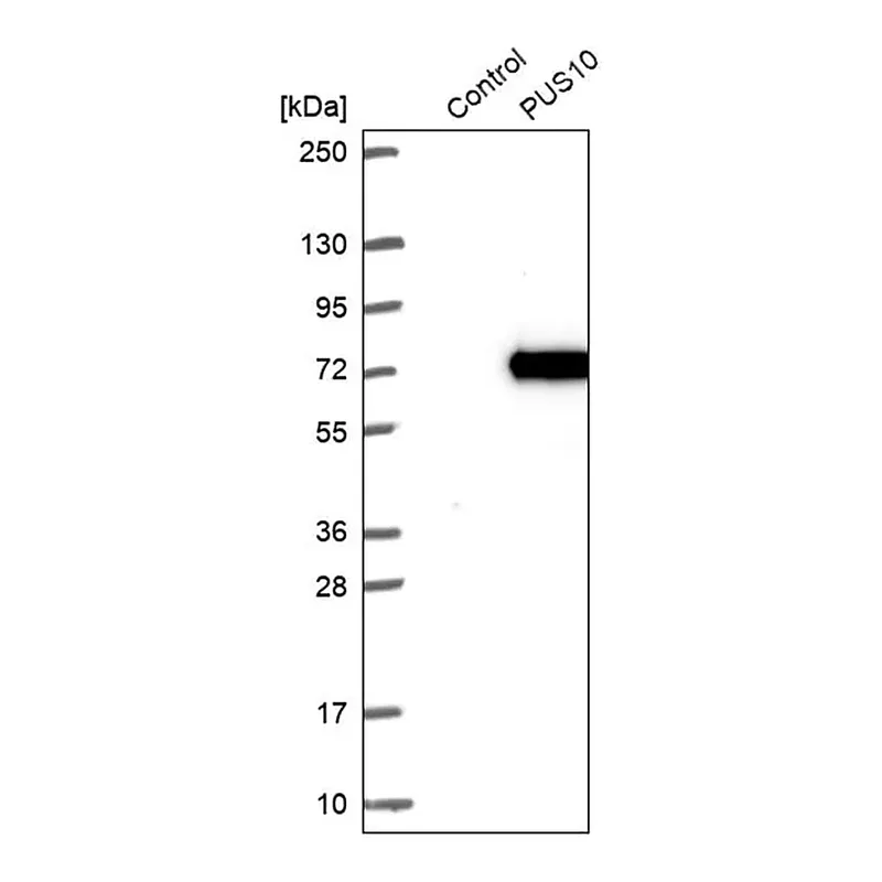 Merck Anti-PUS10 antibody produced in rabbit
