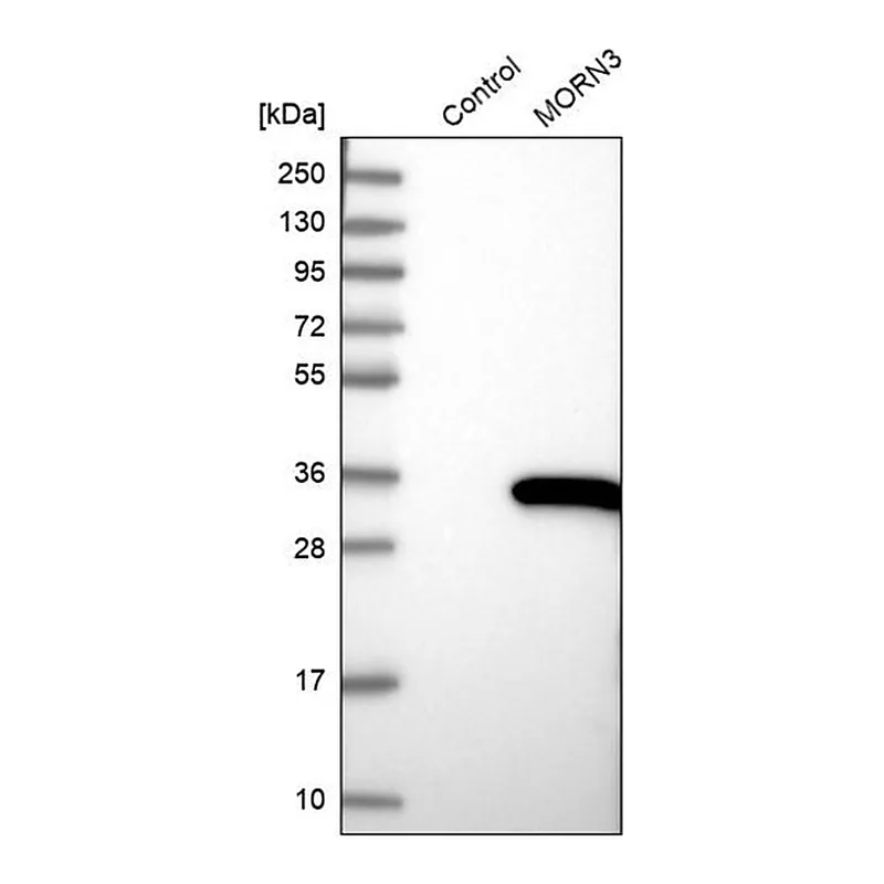 Merck Anti-MORN3 antibody produced in rabbit