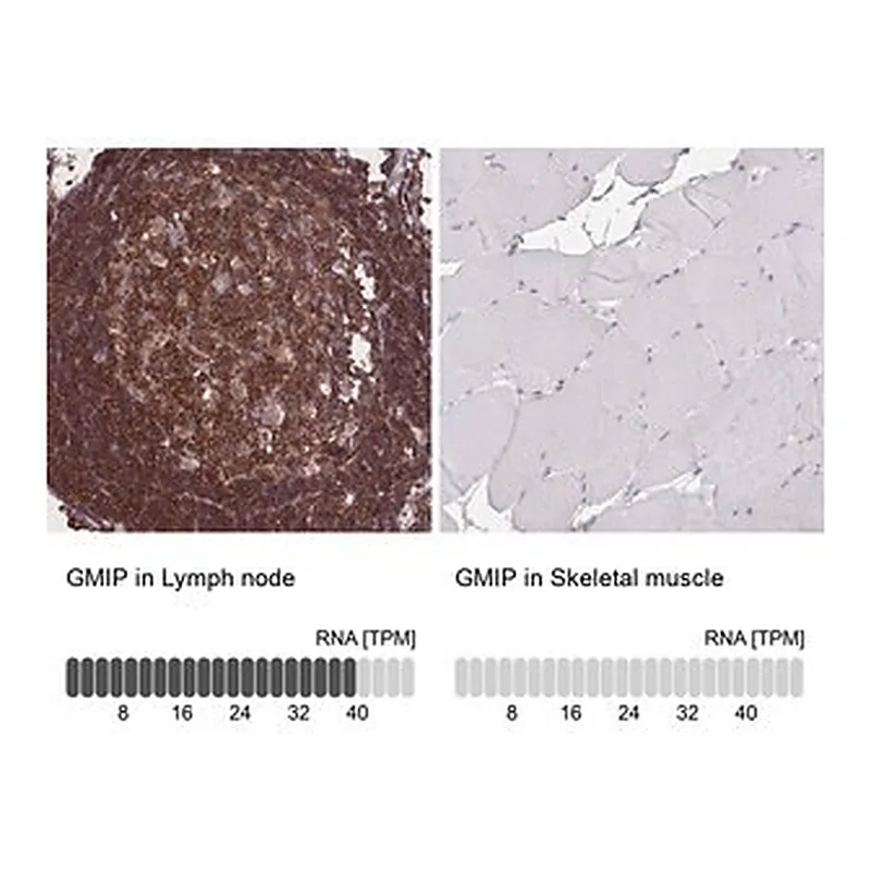 Merck Anti-GMIP antibody produced in rabbit