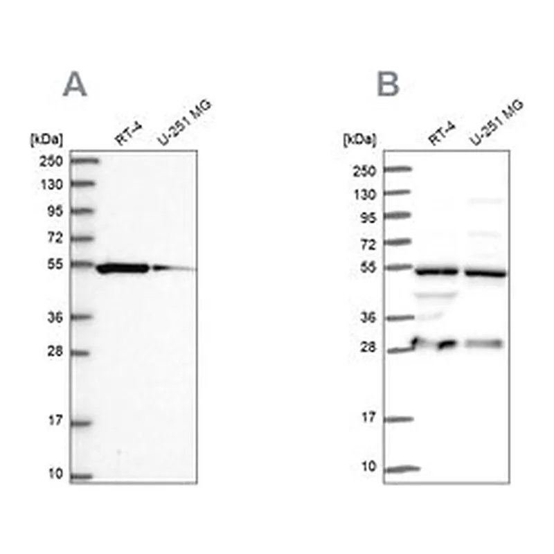 Merck Anti-PACSIN3 antibody produced in rabbit