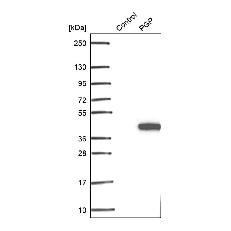 Merck Anti-PGP antibody produced in rabbit