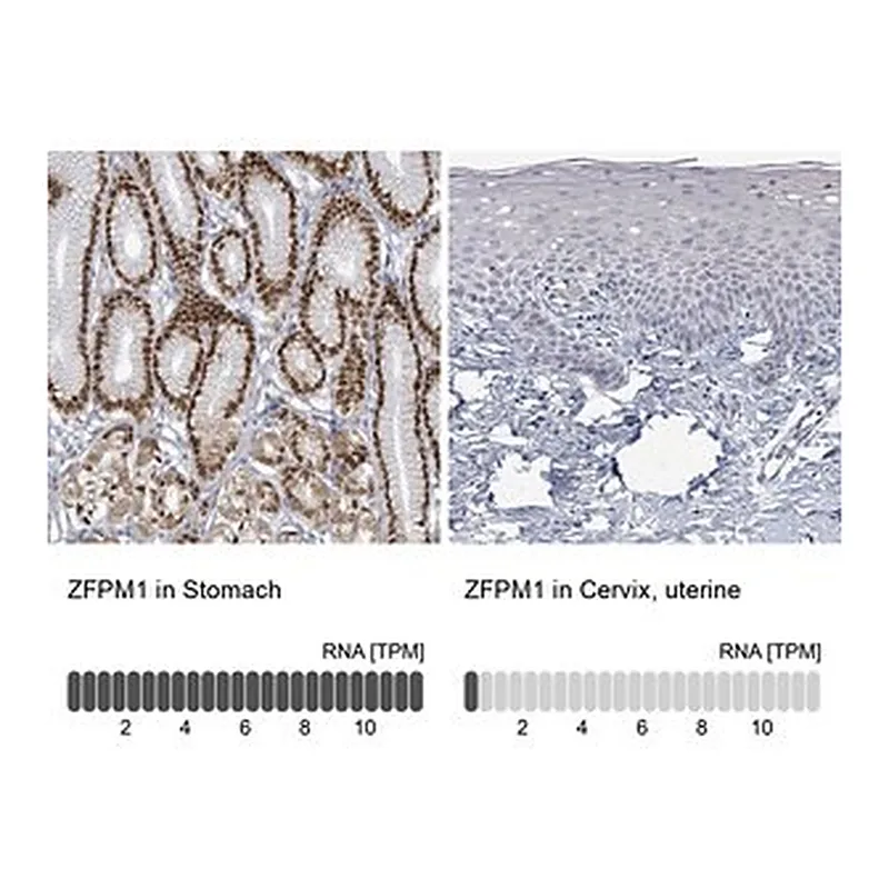 Merck Anti-ZFPM1 antibody produced in rabbit