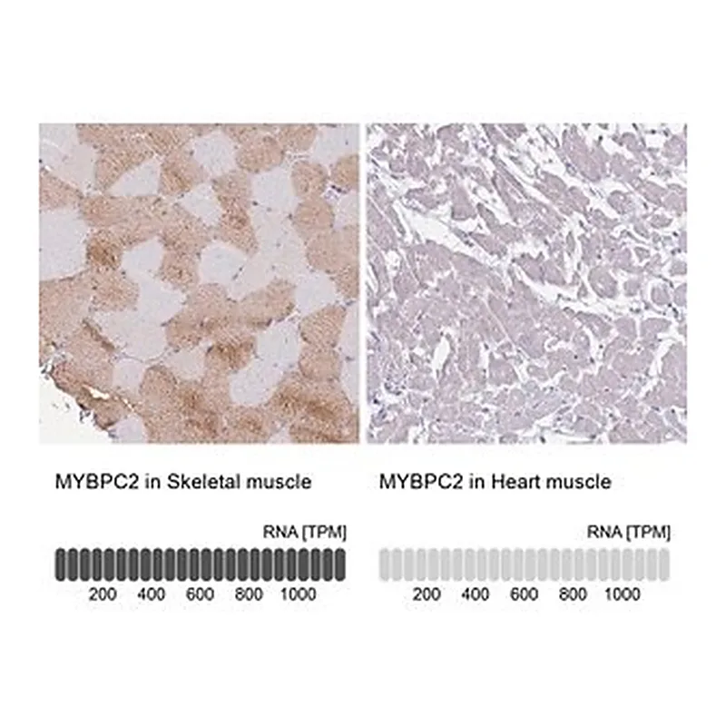 Merck Anti-MYBPC2 antibody produced in rabbit