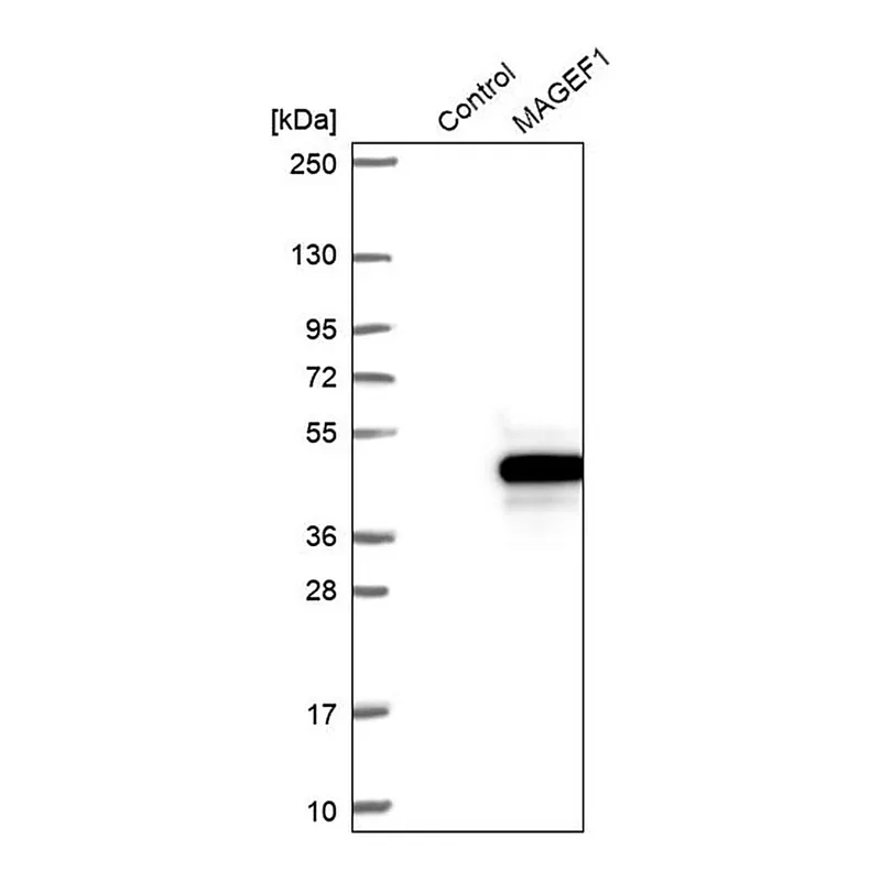 Merck Anti-MAGEF1 antibody produced in rabbit