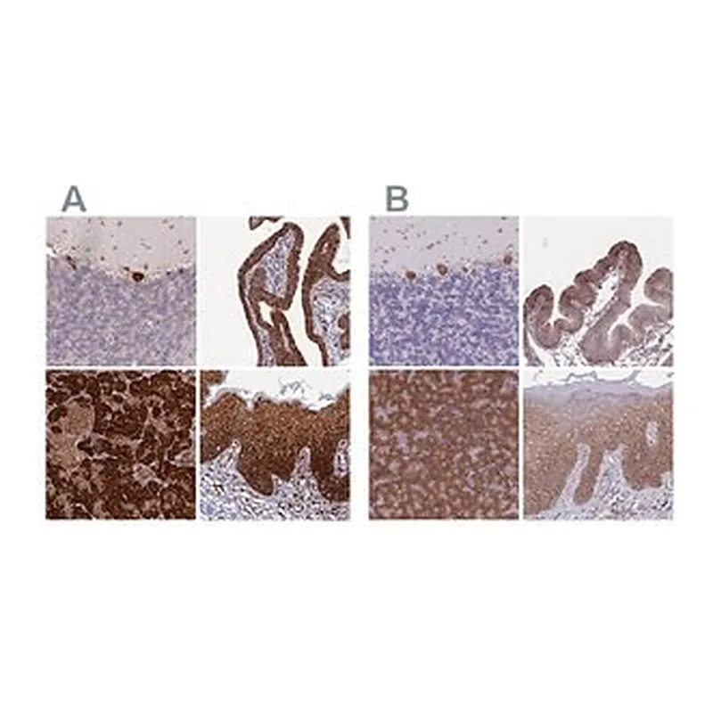 Merck Anti-RPL8 antibody produced in rabbit