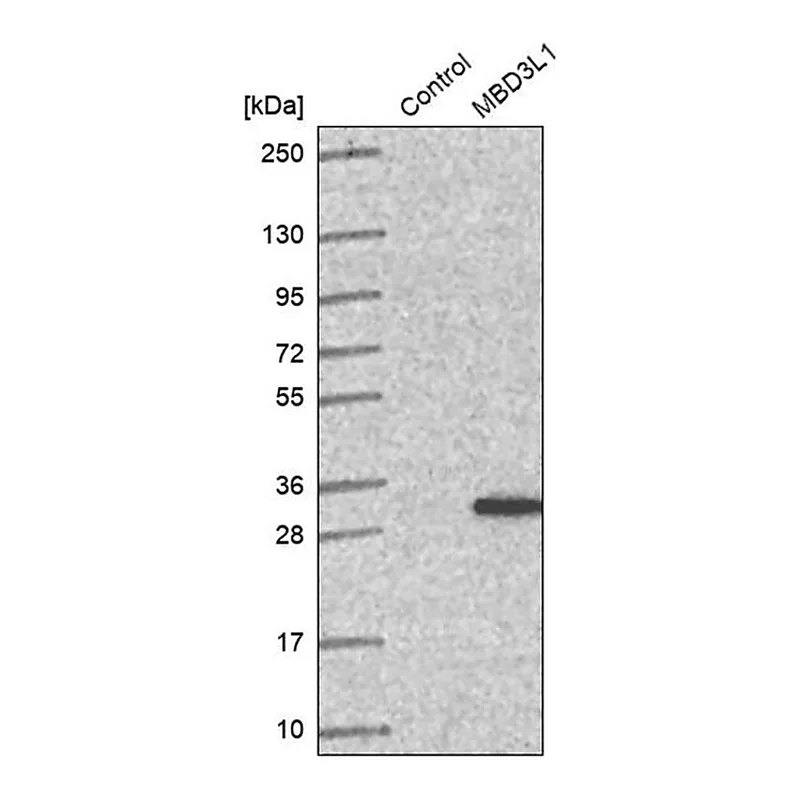 Merck Anti-MBD3L1 antibody produced in rabbit