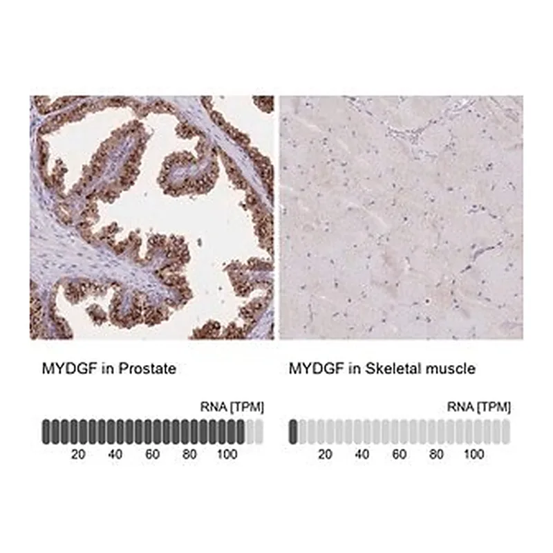 Merck Anti-MYDGF antibody produced in rabbit