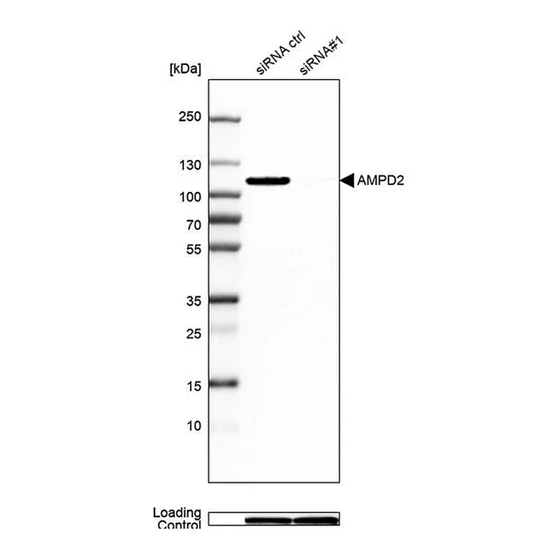 Merck Anti-AMPD2 antibody produced in rabbit
